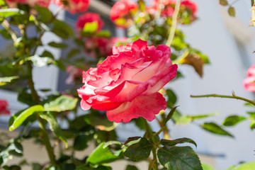 rot-weiße Rosen, Rosenstadt Putbus auf Rügen