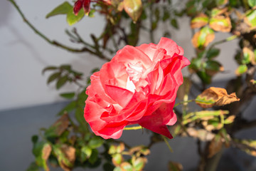 rot-weiße Rosen, Rosenstadt Putbus auf Rügen