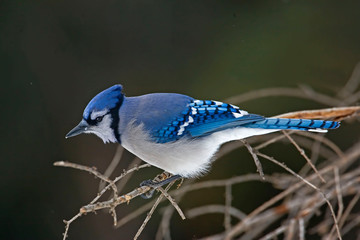 Blue Jay, Cyanocitta cristata, in branches