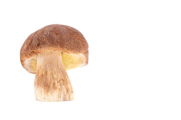 Boletus edulis cep