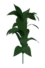 Plant with green leaves. Isolated on white background. Vector illustration