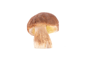 Boletus edulis cep