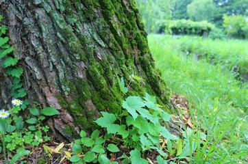 風景　木　葉　苔　夏　若葉　茨城