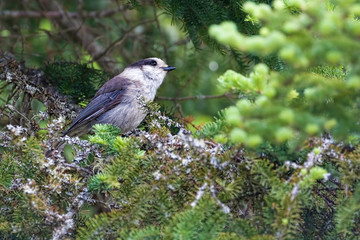 Gray Jay, Perisoreus canadensis, in evergreen tree