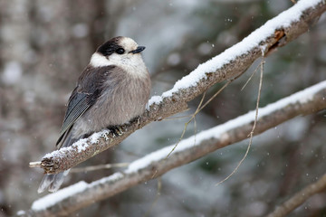Gray Jay, Perisoreus canadensis, in winter