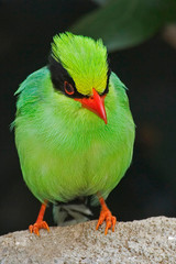 Vertical of Green Magpie, Cissa chinensis, perched