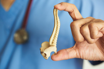 Doctor holding spine model in the finger in medical office