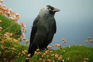 Fototapeta premium Jackdaw, Corvus monedula, standing