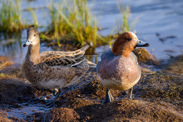 Couple of eurasian wigeon in a natural environment
