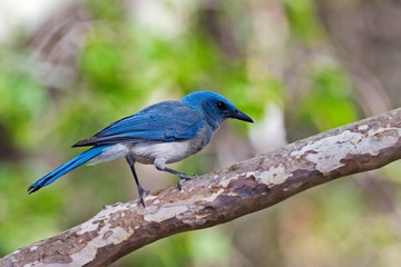 Mexican Jay, Aphelocoma wollweberi, perched