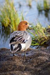 Male eurasian wigeon in a natural environment