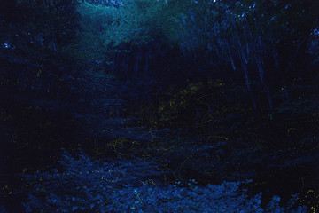 蛍ヒメボタルの里