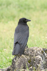 American Crow, Corvus brachyrhynchos, standing on rock