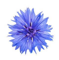 Fototapeta premium Blue cornflower head