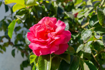 rot-weiße Rosen, Rosenstadt Putbus auf Rügen