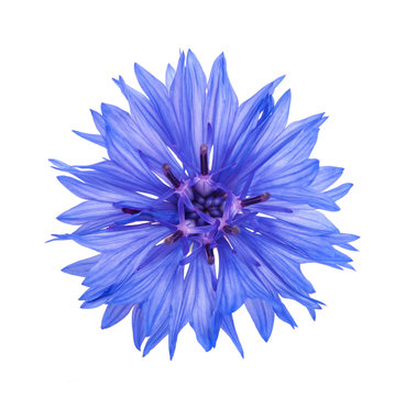 Blue cornflower head