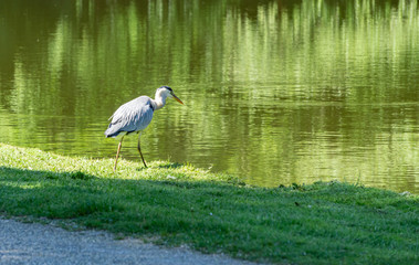 Heron at a lake