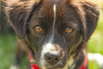 Young dog with floppy ears looks into the camera