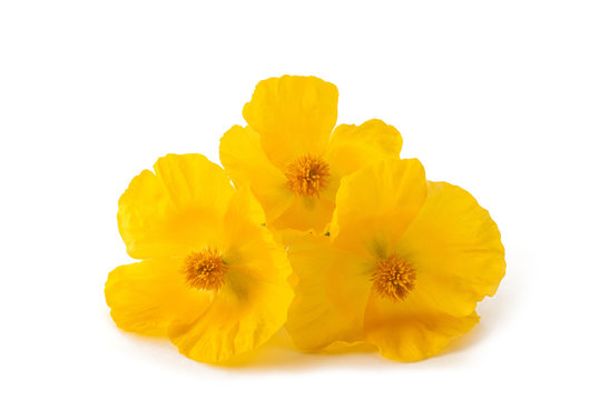 Yellow  poppy flowers