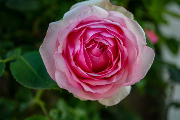 Rosa Rosen, Biedermeier, Rosenstadt Putbus auf Rügen
