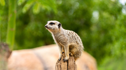 Obraz premium Meerkat relaxing