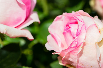 Rosa Rosen, Biedermeier, Rosenstadt Putbus auf Rügen