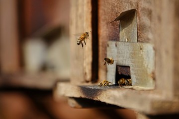 farming honey bees