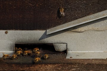 farming honey bees