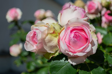 Rosa Rosen, Biedermeier, Rosenstadt Putbus auf Rügen