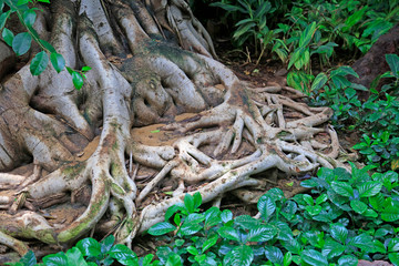 Banyan Root in a park