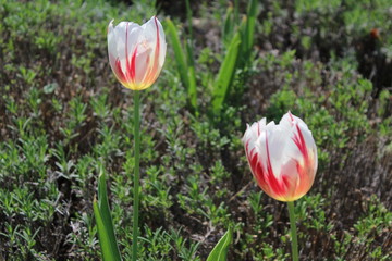 Białe, Różowe, tulipany