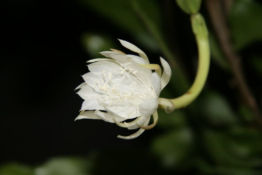 「ゲッカビジン」の画像 566 件の Stock 写真、ベクターおよびビデオ Adobe Stock