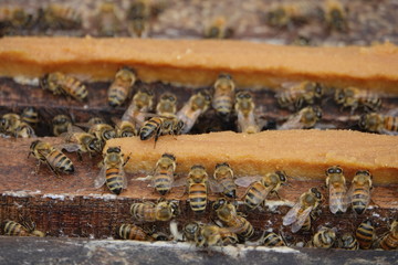 farming honey bees