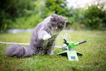 young playful blue tabby maine coon cat playing with water coming out of a garden sprinkler outdoors on grass on a hot summer day - obrazy, fototapety, plakaty