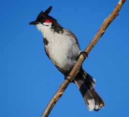 Bird isolated on blue