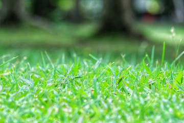 In selective focus green grass field with bokeh light and blur nature background at the park in bright day 