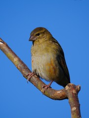 Cute bird looking at camera