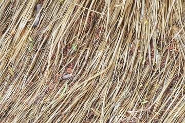 A dried grass dying in the field area for background texture 