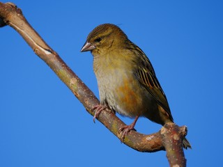 Cute gray bird with red feathers
