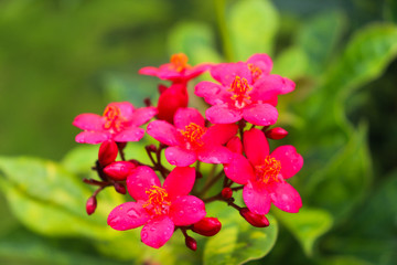 Obraz premium Flower