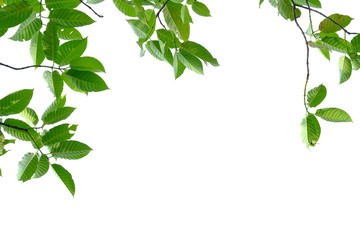 Tropical tree leaves top view on white isolated background for green foliage backdrop 