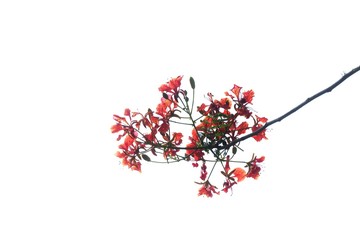 Top view a beautiful bouquet of orange peacock flower on white isolated background 