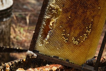 farming honey bees