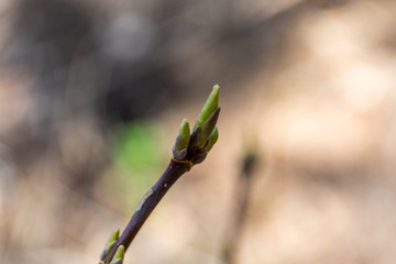 In the spring, a new life begins in nature, buds open and flowers bloom