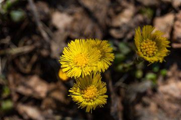 In the spring, a new life begins in nature, buds open and flowers bloom