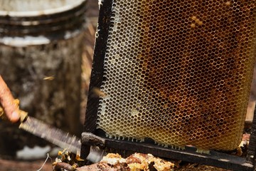 farming honey bees