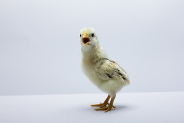 beautiful little chicken isolated on the white blackground