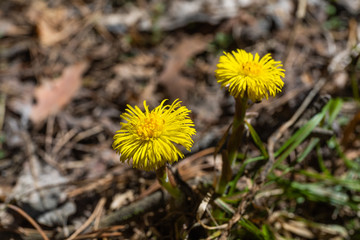In the spring, a new life begins in nature, buds open and flowers bloom
