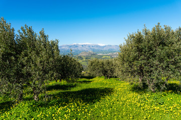 Aerial view of rural Archanes region landscape. Unique scenic panorama Olive groves, green meadows and hills view in spring. Psiloritis montain in background. Heraklion, Crete, Greece