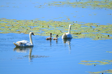 Swans family. Couple of birds and two cygnets feeding on the lake.